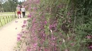 浄土庭園に秋の訪れ　毛越寺で「萩まつり」開幕　500株のハギが見頃　岩手県平泉町
