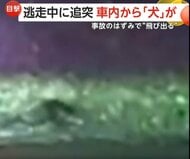 「ぶつかった！ぶつかったぞ！」追跡中の逃走車が茂みに激突…はずみで車内から“犬”が投げ出される瞬間　男を薬物所持疑いで逮捕　アメリカ