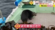 野生のラッコが漁船に!?漁師と顔を合わせるとすぐ海へ　「乗って…