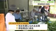 地域のお茶「アマギアマチャ」の収穫体験　移住を検討している人など40人参加　甘みが感じられ伊豆周辺に自生　「いろいろな人の手で守っていきたい」