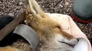 首に”太い輪”がついた「野生のキツネ」 地元ボランティア団体が保護―動物病院で輪を切除 無事に山へ…正体は水道工事などで使用されるパイプ 北海道中標津町