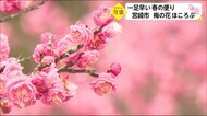 宮崎市で梅の花ほころぶ コロナ禍の市民に癒しを 宮崎県