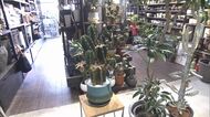 断面が星形、まるで岩!? 不思議なシルエットの「珍奇植物」が人気 推定樹齢50年の高額種も…育て方のポイントは