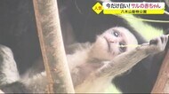 今だけ白い!サルの赤ちゃん アビシニアコロブスのマイアちゃん 八木山動物公園〈宮城・仙台市〉