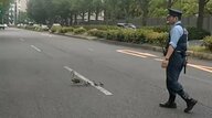 総理官邸近くでカルガモ親子が決死の横断劇！警察官“出動”し誘導…赤ちゃん4羽が段差登れず立ち往生・迷子になる一幕も