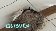 「非常に珍しい」専門家も驚く“真っ白なツバメ”　福井・永平寺町で見つかる　巣立ち後すぐに姿見えなく…住民ら「元気でいて」