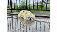 「ぬれないように着せたんですけど…」散歩中の愛犬が水たまりでひと休み？何をしていたのか飼い主に聞いた