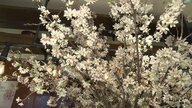 花見に行けない人に桜を届ける「生きる力に」　桜の街で寄付金付きディナーを企画【岩手発】