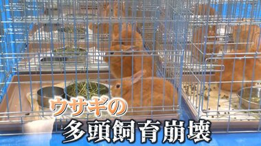 【独自取材】ウサギ2匹が2年で200匹以上に…多頭飼育崩壊で前代未聞の事態