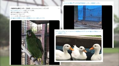 フラミンゴとトラの赤ちゃん&芸達者なスナメリ 休園続く動物園・水族館がSNSで届ける動物たちの珍しい姿【福岡・山口発】