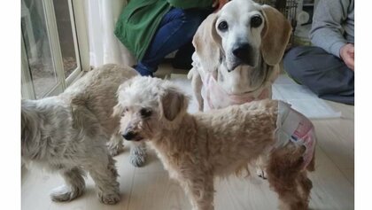 コロナ禍でペット飼育放棄”増加懸念も…「お金・時間・愛情与えられるか考えて」　1年で犬猫2万4千匹殺処分