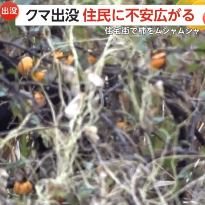 木に登りクマが柿をムシャムシャ…60～80センチの成獣　住宅街で目撃情報相次ぎ猟友会が駆除　富山・朝日町