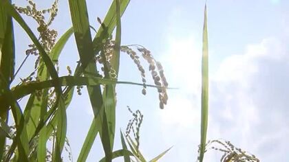 ＜福島県＞令和7年産のコメは全地域で出荷可能に　一部の地域では全量全袋検査継続