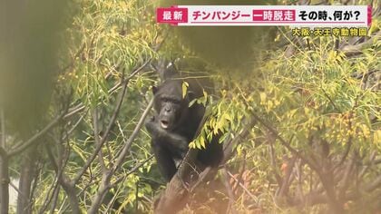 チンパンジーが動物園から逃走…明日で20歳のメス“レモン”　10発以上の“麻酔銃”で木から落下、捕獲【大阪発】
