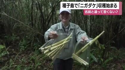 種子島特産・ニガタケの収穫始まる　タケノコの一種　天ぷらや煮物、野菜炒めなど好評