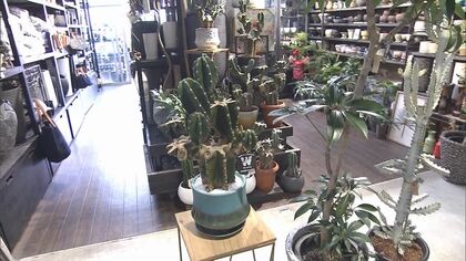 断面が星形、まるで岩!? 不思議なシルエットの「珍奇植物」が人気　推定樹齢50年の高額種も…育て方のポイントは