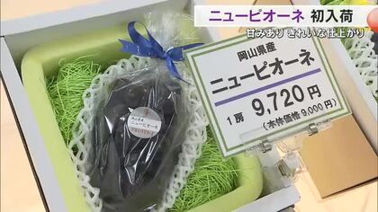岡山が日本一の生産量…特産ブドウ「ニューピオーネ」が初入荷　約４０粒の１房　９７２０円で販売【岡山】
