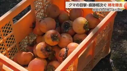 富山市婦中町で続くクマの出没、柿の除去など対策に追われる住民　住宅地でクマのふんや爪痕を発見