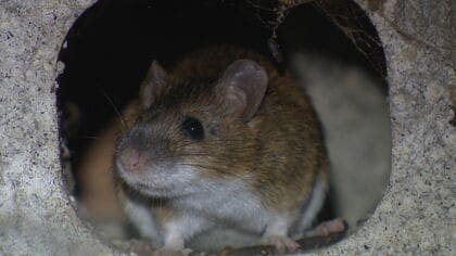 【ネズミ大量発生】大切なコメまでもが―ネズミによる農作物被害が続出_約80年農家を続けてきた女性は「こういう年はない」ネズミ捕り用品は例年の10倍売れて在庫ゼロ状態に〈北海道・福島町〉