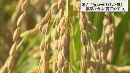 暑さに強い新しい米「ひなた舞」収穫 えびの市で本格作付け