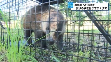 見た目はかわいらしいが…　鋭くとがった爪で農業用ハウスを破って侵入する様子を監視カメラで確認　実りの秋に農作物被害をもたらす「害獣」とは