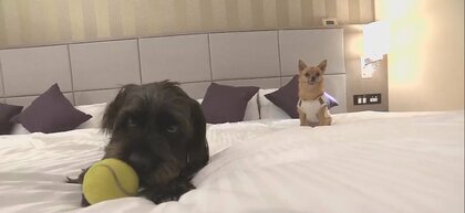 美容からグルメまで楽しめる“愛犬同居”ホテルが都心に誕生　アフターコロナを見据えた新戦略