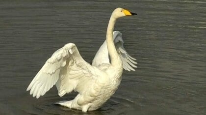 冬の使者ハクチョウが富山に飛来　毎日通い詰める愛好家が着水の瞬間捉えて安堵「これで仕事ができる」