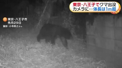 都内でクマの姿をカメラが捉える イノシシ用ワナ周辺を徘徊する体長1m