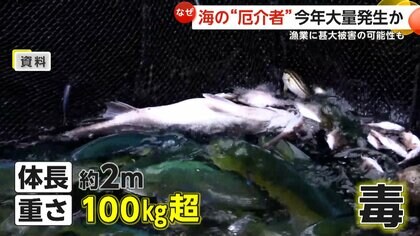 【希少】状態良し　巨大深海松（約200cm✕約120cm）枝先有 希少】状態良し巨大深海松（約200cm✕約120cm）枝先有 (リサイクルの店
