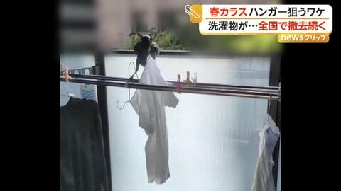 カラスがベランダからハンガー“持ち去る”　器用に洗濯物を外す様子も　巣作りシーズン各地で撤去作業も