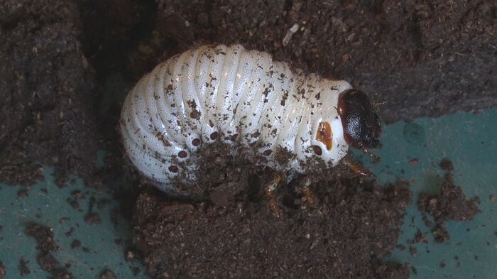 ゾウカブトの幼虫