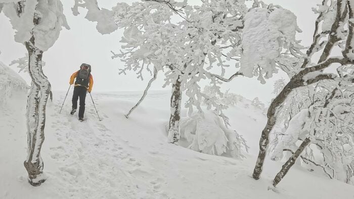 木々には霧氷がびっしり
