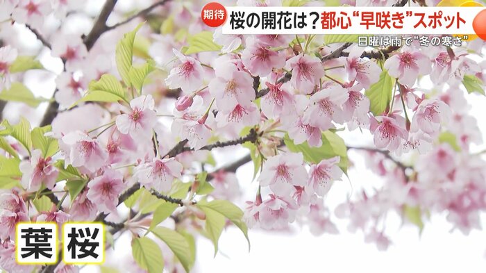 戸越公園では葉桜へ移り変わる様子を楽しむ人たちも