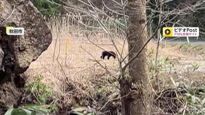 17日に秋田市内で撮影されたクマ