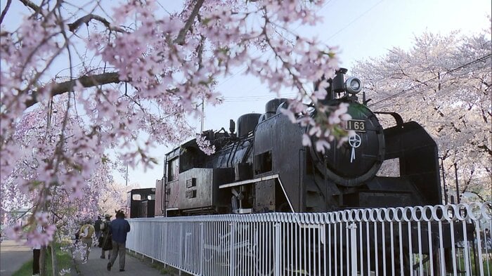喜多方市・日中線のしだれ桜並木(2025年4月21日撮影)