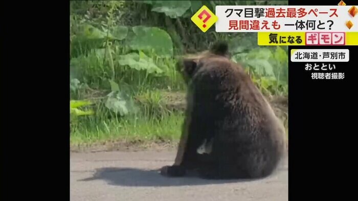 道路にどかりと座り込むクマ