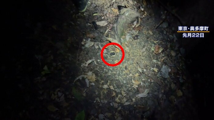 道に落ちている何かの生き物のフン