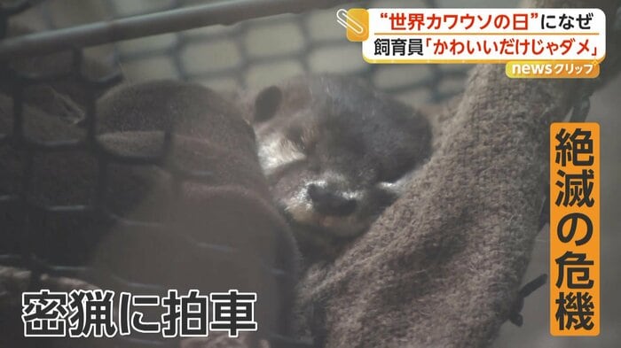 ネットの上で寝ているカワウソ
