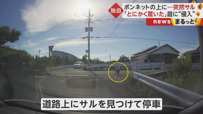 車を運転していた女性は、サルを見つけて停車していた