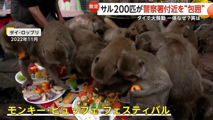 果物に群がるサル