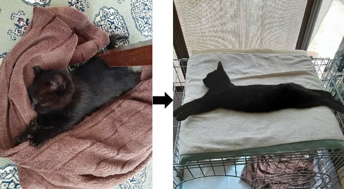 左:保護した当時 右:成長した姿