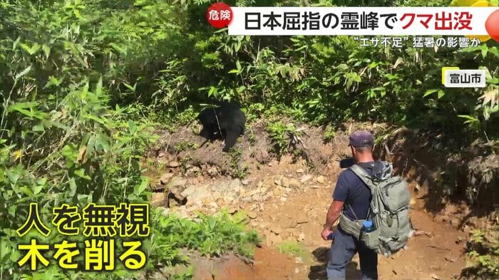 人を警戒する様子もなく木を削るクマ