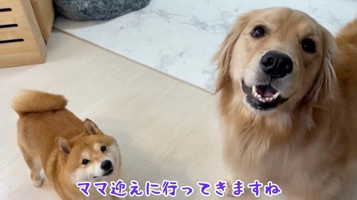 パパの話をちゃんと聞いている(提供:豆柴うに&ゴールデンレトリバーおからさん)