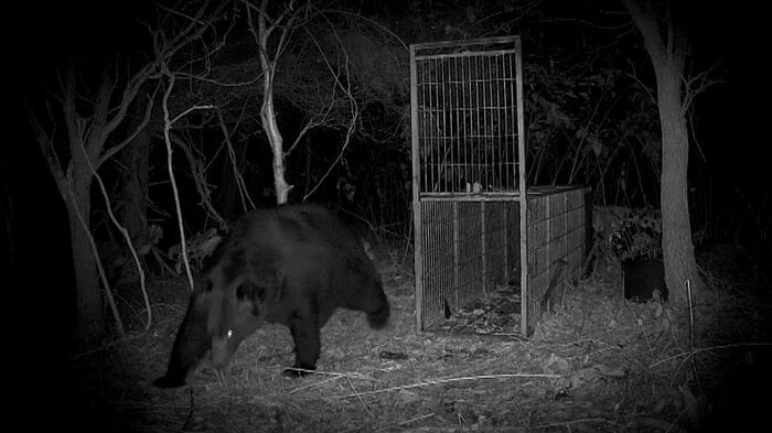 人間が仕掛けたわなをあざ笑うかのように周囲を平気で歩き回る（提供： 林会長）