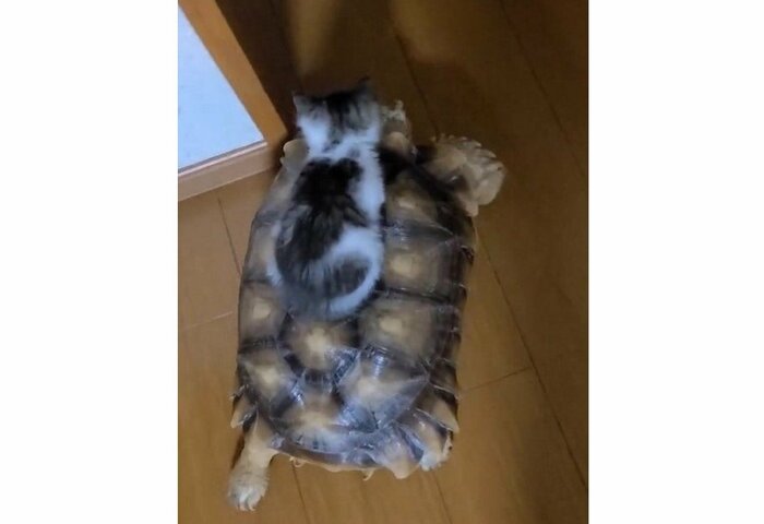 提供:にゃんこ亀さん