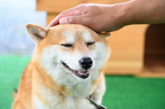 飼い主かどうかの判断は犬猫の反応も参考に(画像はイメージ)