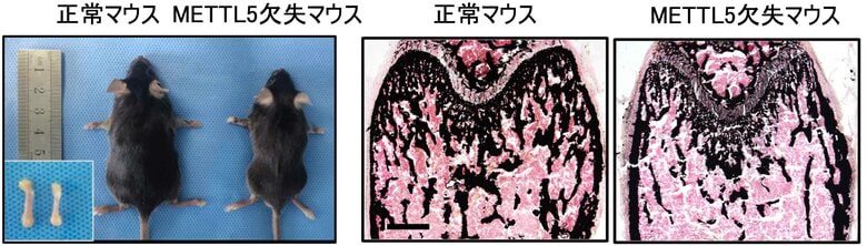 RNA修飾酵素METTL5が骨形成を支えるしくみを解明～国際共同研究により、骨形成異常に関わる抗酸化制御機構を発見～