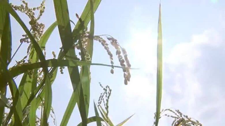＜福島県＞令和7年産のコメは全地域で出荷可能に　一部の地域では全量全袋検査継続｜FNNプライムオンライン