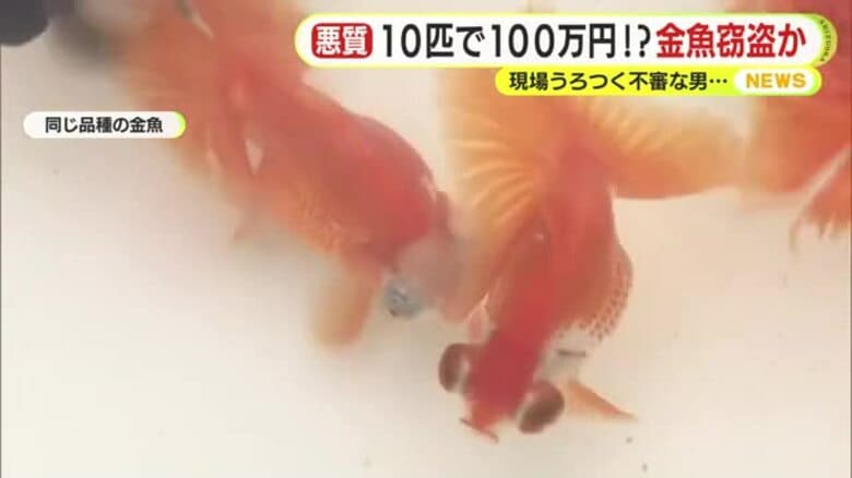 未明にハウス周辺でバケツを手にした不審な男　職務質問したところ金魚窃盗が発覚　珍しい品種で被害額は10匹で100万円｜FNNプライムオンライン