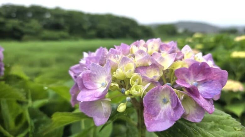 【速報】北陸地方が梅雨入り　平年より1日早く　福井県内は夕方から局地的に雷を伴う激しい雨に｜FNNプライムオンライン